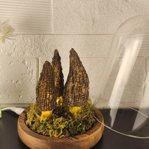 Morel Wild Mushroom Lamp  in a Glass Container