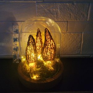 Morel Wild Mushroom Lamp  in a Glass Container