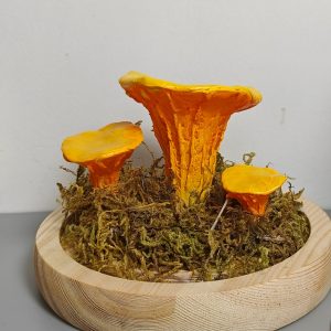 Unique Chanterelle Rustic Mushroom Lamp